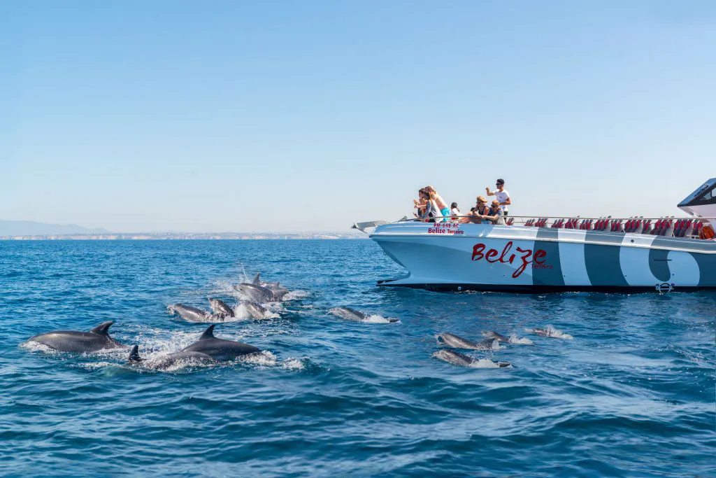 Dolphins, Caves & Coastline Image