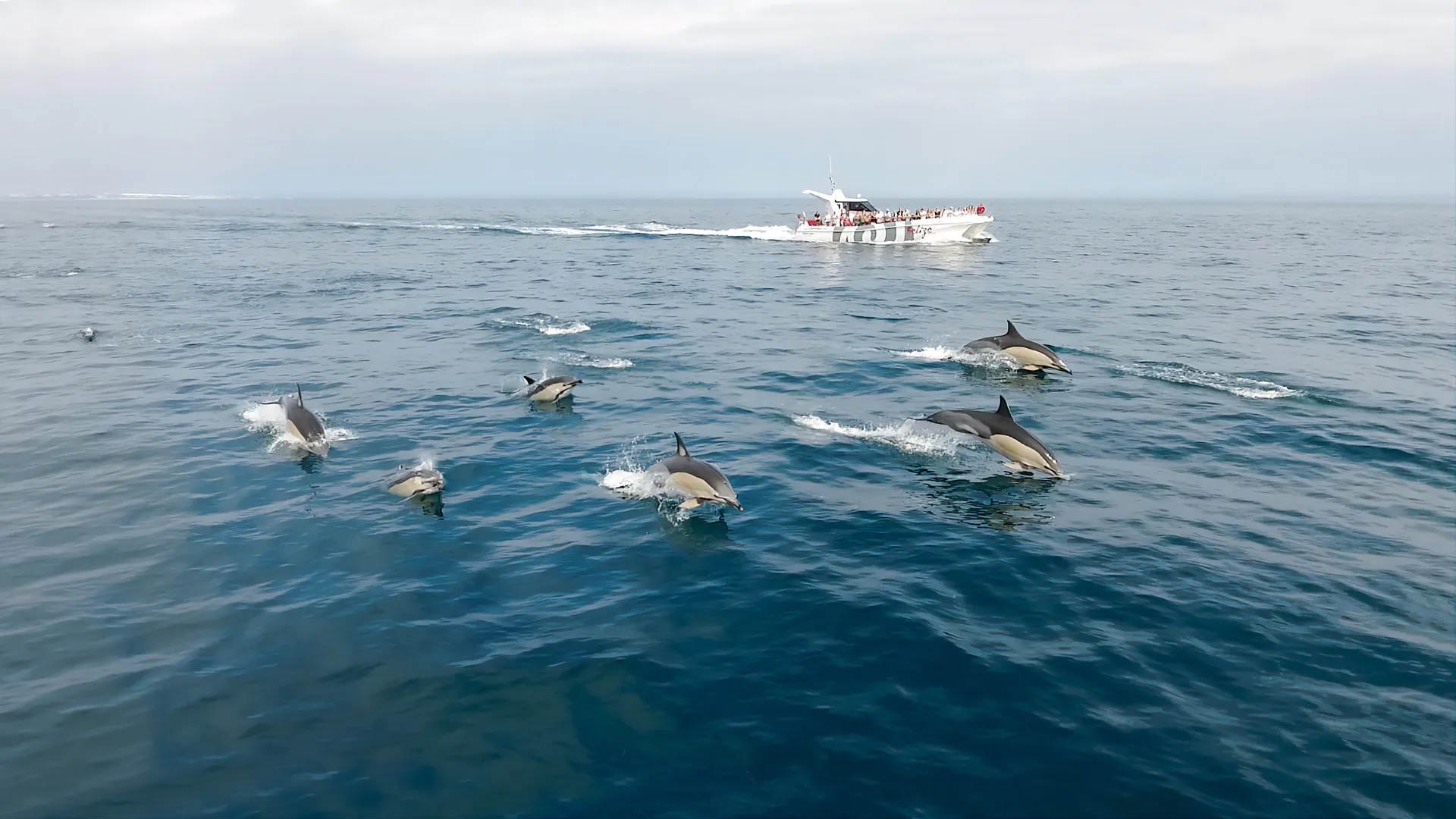 Dolphins, Caves & Coastline Image