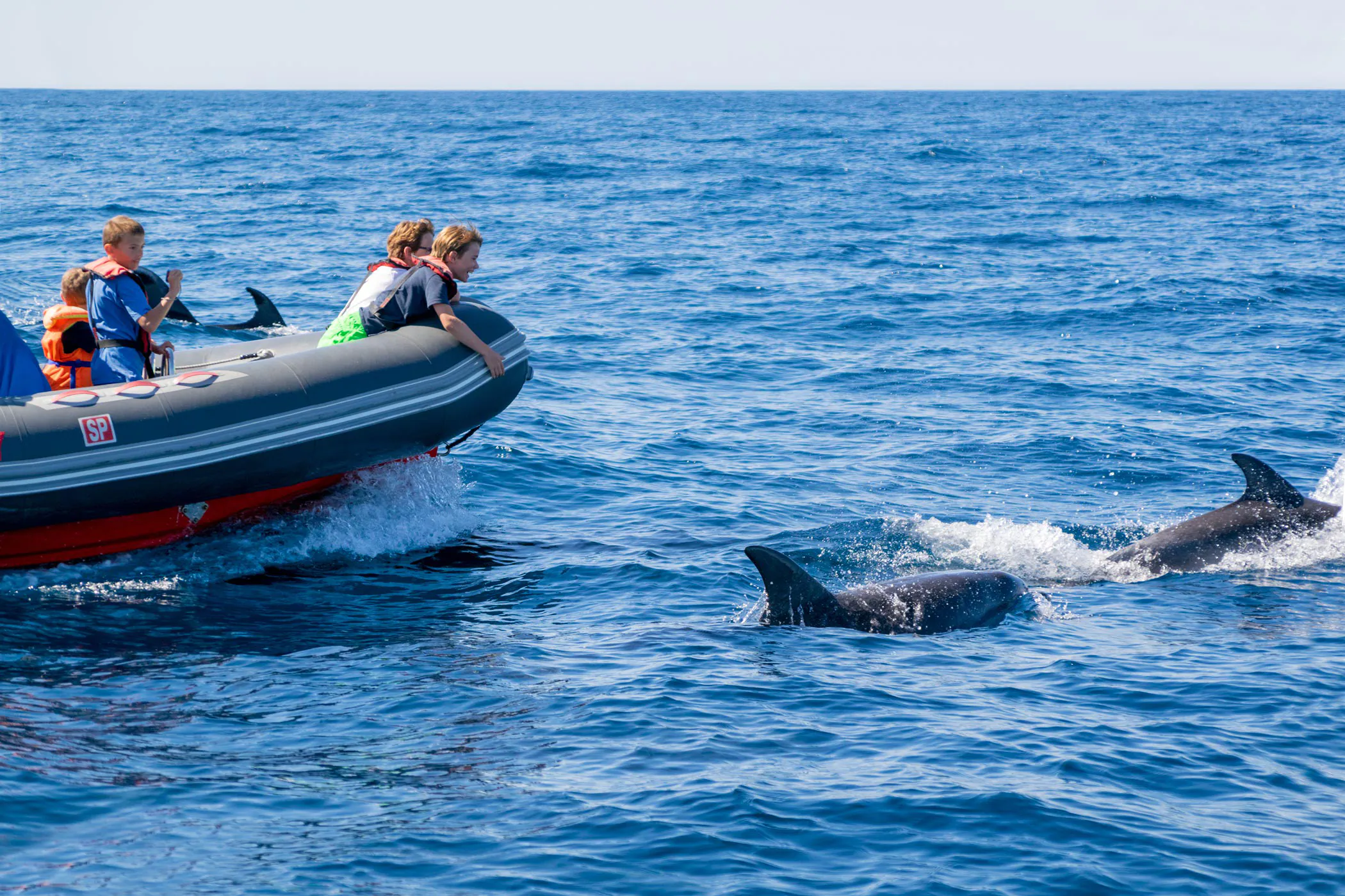 Dolphins, Caves & Coastline Image